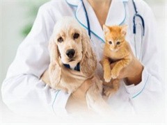阜新寵物貓救助與專(zhuān)業(yè)寵物服務(wù)指南