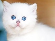 鞍山英國短毛貓領(lǐng)養(yǎng)指南與寵物服務(wù)全解析